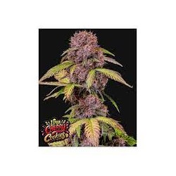 Lemon Cherry Cookies Auto - Fast Buds femminizzati