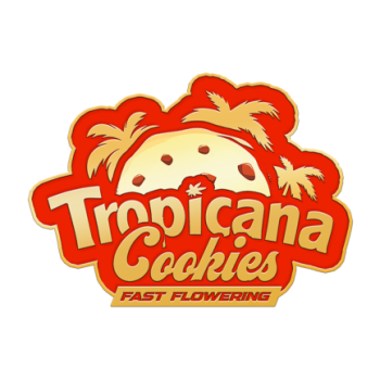 Tropicana Cookies Auto
- Indica 60% / Sativa 40%
- 70-110 cm 2