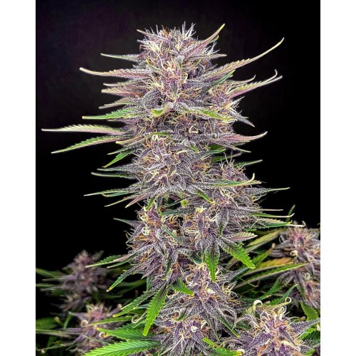 Banana Purple Punch Auto

- Indica 75% / Sativa 25%

- 8 Settimane