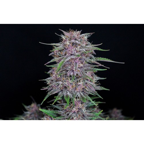 Banana Purple Punch Auto - Fast Buds femminizzati