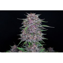 Banana Purple Punch Auto - Fast Buds femminizzati