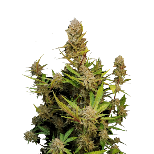 Apricot Auto FastBuds
- Indica 80% / Sativa 20%