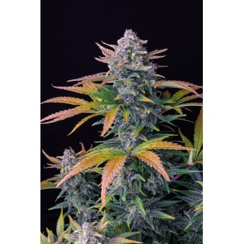 Tropicana Cookies Auto
- Indica 60% / Sativa 40%
- 70-110 cm