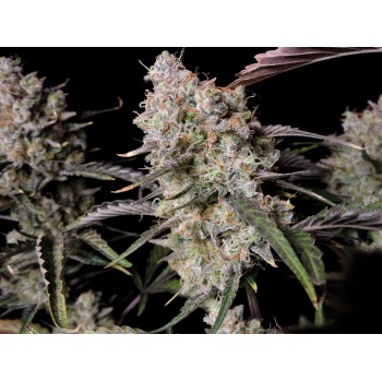 Gorilla Zkittlez Auto
- Indica 70% / Sativa 30%
- 9 Settimane