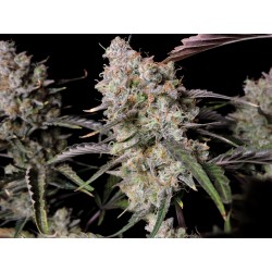 Gorilla Zkittlez Auto
- Indica 70% / Sativa 30%
- 9 Settimane Gorilla Zkittlez Auto
- Indica 70% / Sativa 30%
- 9 Settimane