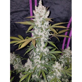 Girl Scout Cookies Auto
- Indica 60% / Sativa 40%
- 9-10 Settimane