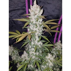 Girl Scout Cookies Auto

- Indica 60% / Sativa 40%

- 9-10 Settimane