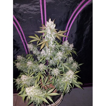 Girl Scout Cookies Auto
- Indica 60% / Sativa 40%
- 9-10 Settimane 2