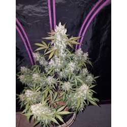 Girl Scout Cookies Auto - Fast Buds femminizzati