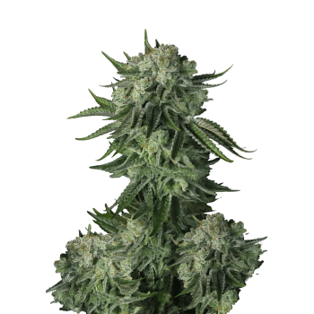 Moby Dick Auto
- Sativa 70% / Indica 30%
- 90-150 cm