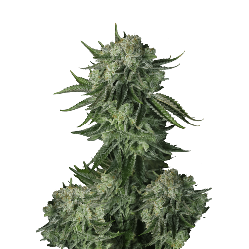 Moby Dick Auto

- Sativa 70% / Indica 30%

- 90-150 cm