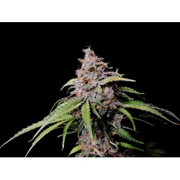 Amnesia Zkittlez
- Sativa 75% / Indica 25%
- 9-10 Settimane