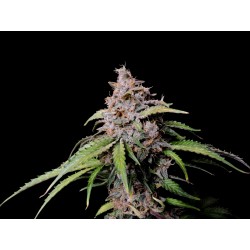 Amnesia Zkittlez

- Sativa 75% / Indica 25%

- 9-10 Settimane