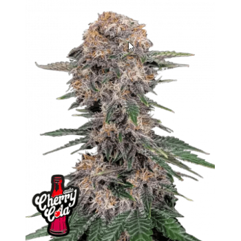 Cherry Cola Auto
- Indica 55% / Sativa 45%
- 9-10 Settimane
