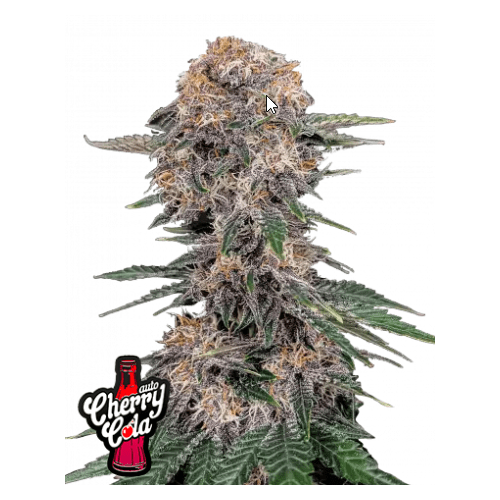 Cherry Cola Auto

- Indica 55% / Sativa 45%

- 9-10 Settimane