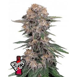 Cherry Cola Auto

- Indica 55% / Sativa 45%

- 9-10 Settimane