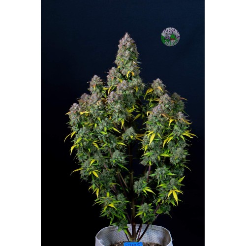 Cream Cookies Auto - FastBuds femminizzati