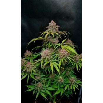 Gorilla Punch Auto
- Indica 55% / Sativa 45%
- 8-9 Settimane