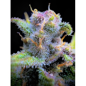 Gorilla Punch Auto
- Indica 55% / Sativa 45%
- 8-9 Settimane 2