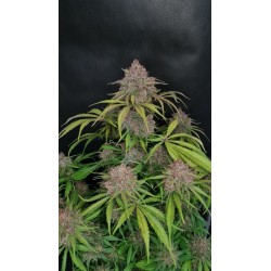 Gorilla Punch Auto - Fast Buds femminizzati
