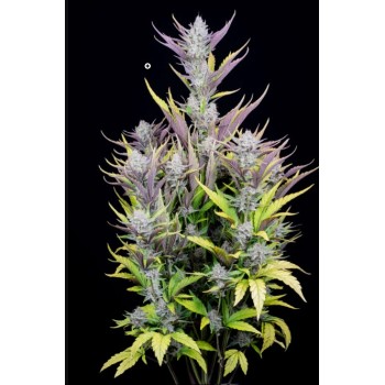 Wedding Glue Auto
- Indica 60% / Sativa 40%
- 9-10 Settimane