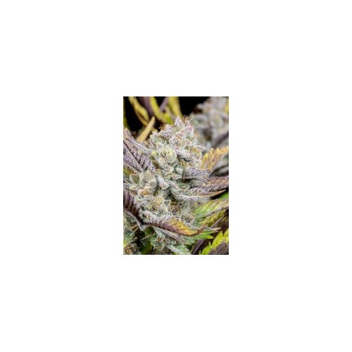 Wedding Glue Auto - Fast Buds femminizzati