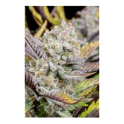 Wedding Glue Auto - Fast Buds femminizzati