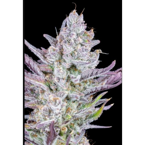 Wedding Glue Auto - Fast Buds femminizzati