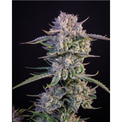 Strawberry Gorilla Auto

- Sativa 55% / Indica 45%

- 90-150 cm