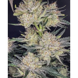 Strawberry Gorilla Auto - Fast Buds femminizzati