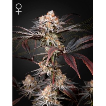 Wonder Pie
- Wedding Cake x OG Kush
- Indica 70% / Sativa 30%