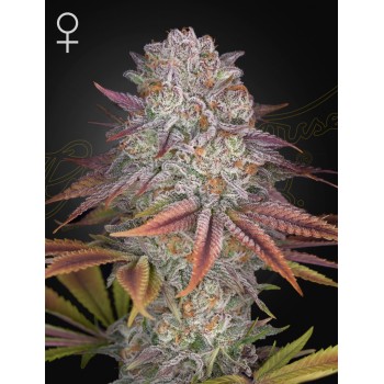 Pulp Friction
- Melonade x Kong's Krush
- Indica 70% / Indica 30%