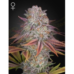 Pulp Friction

- Melonade x Kong's Krush

- Indica 70% / Indica 30%