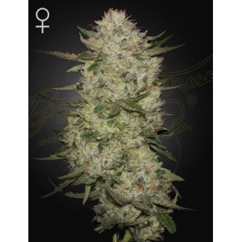 HighCloudZ Auto
- HighCloudZ x Watermelon Auto 
- Indica 50% / Sativa 40 / Ruderalis 10%