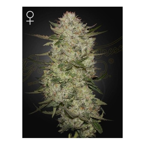 HighCloudZ Auto

- HighCloudZ x Watermelon Auto 

- Indica 50% / Sativa 40 / Ruderalis 10%