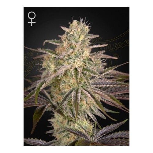 Cloud Walker

- Punta Roja x Mendo Breath 

- Sativa 70% / Indica 30%