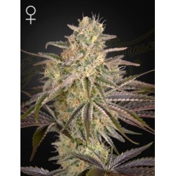 Cloud Walker
- Punta Roja x Mendo Breath 
- Sativa 70% / Indica 30% Cloud Walker
- Punta Roja x Mendo Breath 
- Sativa 70% / Indica 30%