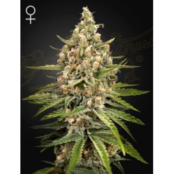 Bubba Slush
- Bubba Kush x Gelato
- Indica 70% / Sativa 30%