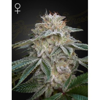Super Lemon Haze x GMO
- Sativa 60% / Indica 40%
- 10-11 Settimane 2