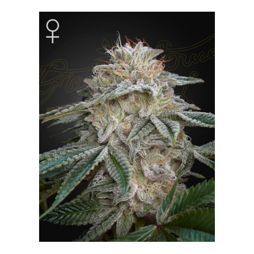 Super Lemon Haze x GMO - Green House Seeds...