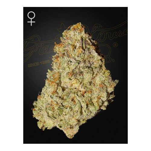 Super Lemon Haze x GMO - Green House Seeds...