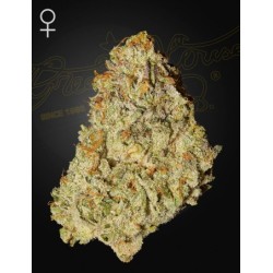 Super Lemon Haze x GMO - Green House Seeds femminizzati