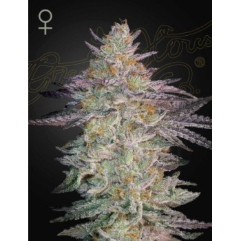 Super Lemon Haze x GMO
- Sativa 60% / Indica 40%
- 10-11 Settimane