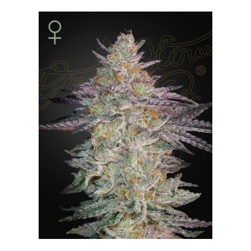 Super Lemon Haze x GMO

- Sativa 60% / Indica 40%

- 10-11 Settimane