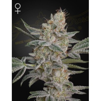 Super Lemon Haze x RS11
- Indica 65% / Sativa 35%
- 8-9 Settimane