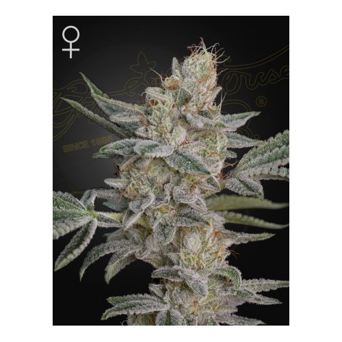 Super Lemon Haze x RS11

- Indica 65% / Sativa 35%

- 8-9 Settimane