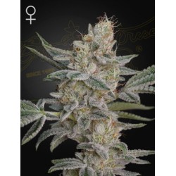 Super Lemon Haze x RS11

- Indica 65% / Sativa 35%

- 8-9 Settimane