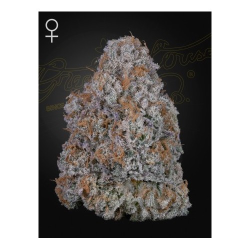 Super Lemon Haze x RS11 - Green House Seeds...