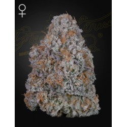 Super Lemon Haze x RS11 - Green House Seeds femminizzati