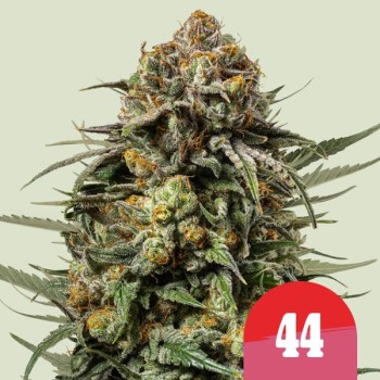 Gelato 44
- Sunset Sherbet X Thin Mint Girl Scout Cookies
- Indica 75% / Sativa 25%